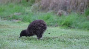 смешной мультик про птицу киви