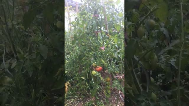 Лучшая Оброботка от Фитофторы Bekämpfung von Tomaten ? Voile смотреть онлайн