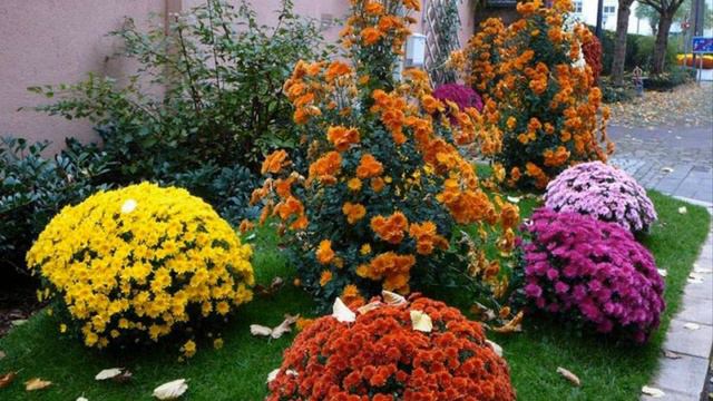 Как создать красивый цветник с многолетними хризантемами смотреть онлайн