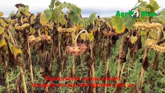 Соняшник Хайсан 238 огляд поля 03.09.21