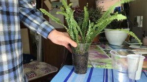 Укоренение папоротника