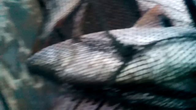 Собака Зара смотреть онлайн