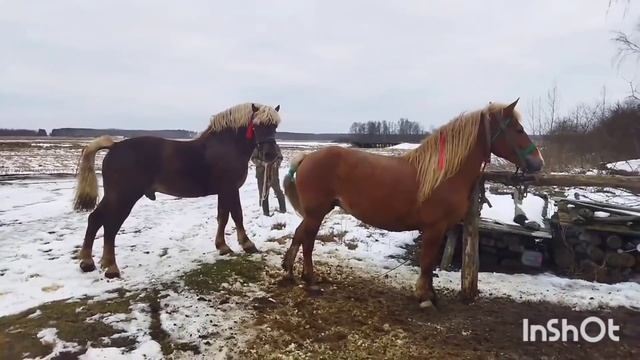ЖЕРЕБЕЦ БАСТИОН И КОБЫЛА МАРУСЯ/ ЖЕНИМ/Stallion Bastion and mare get married смотреть онлайн