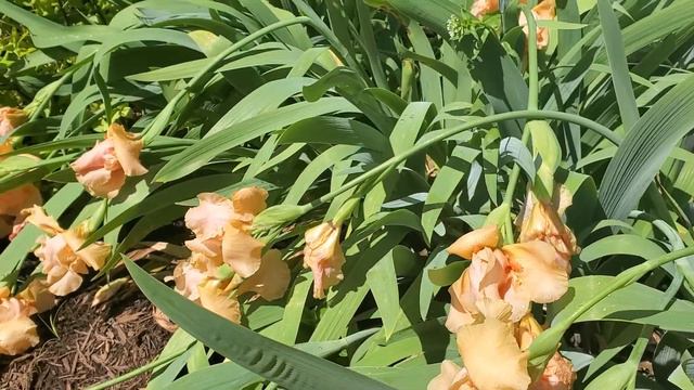 Truthful Trina/Grace