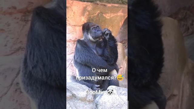 самые лучшие животных 😍😍🥰🥰 смотреть онлайн