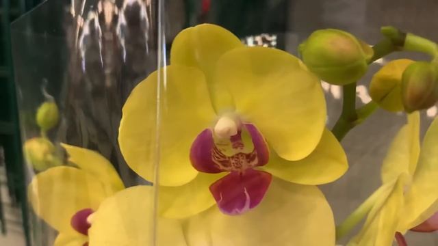 ОЧЕНЬ милый ПРИВОЗ ОРХИДЕЙ в МаксиДоме на Богатырском пр. (СПб) 06.07.21. #биглипы смотреть онлайн