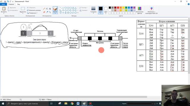 Как работают гены прокариот и эукариот? Структуры генов. смотреть онлайн