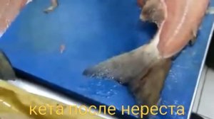 Кета после нереста - во времена Сталина такую рыбу считали 3 сортом и отдавали на корм животным