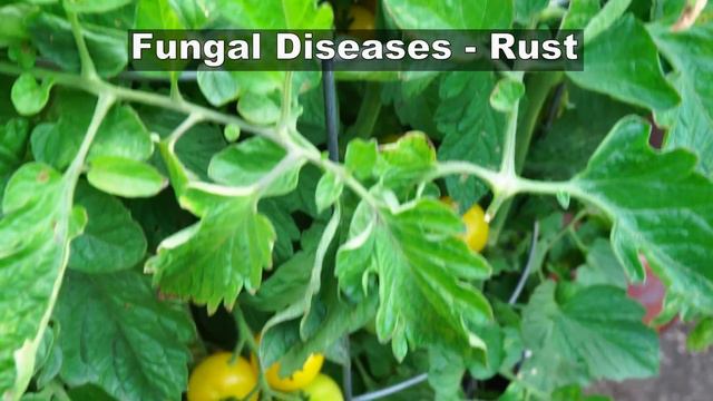 🍅Unlocking Tomato Mastery: Top 10 Secrets for Exceptional Tomato Growth🍅 смотреть онлайн