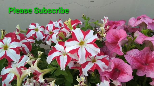 Petunia प्लांट में हजारों फूल पाने की Secrect टिप्स || How To Care Petunia Flowers || Petunia Care