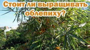 Стоит ли выращивать облепиху?