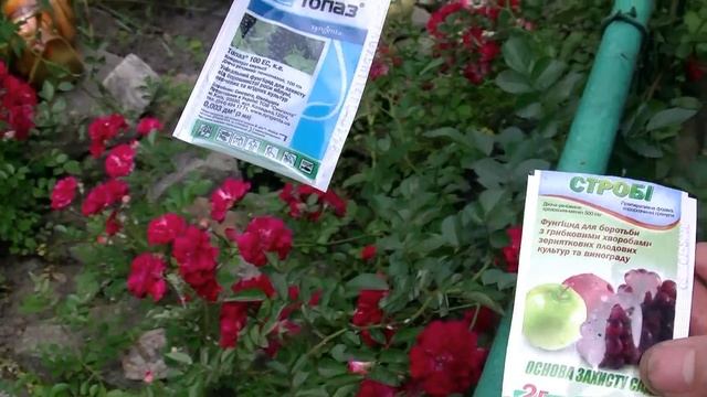 Мучнистая роса на розах и методы борьбы с ней. смотреть онлайн