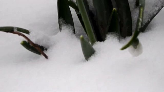 Подснежники. Галантус./Snowdrops. Galanthus. смотреть онлайн