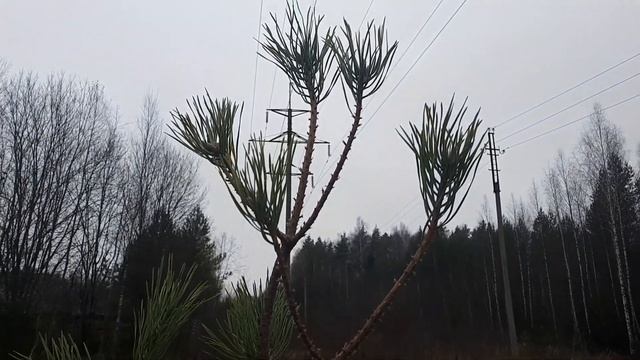 ?Ниваки (садовый Бонсай) из сосны. Создание образа.? смотреть онлайн