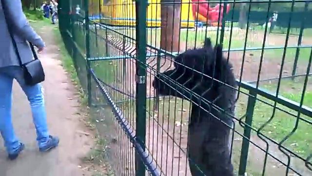 Альпака плюнула смотреть онлайн