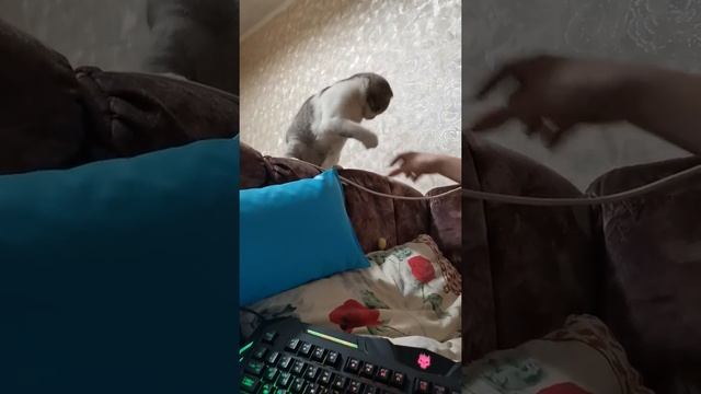 life of cats / жизнь кота /cat name Mars Bars кот по имени Марс Барс смотреть онлайн
