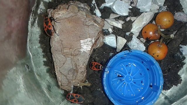 Уход за Солдатиками + терариум смотреть онлайн