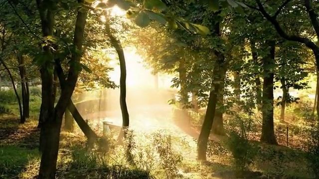 Чайковский Благословляю вас, леса.avi смотреть онлайн