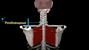Движение лопатки. Биомеханика.
