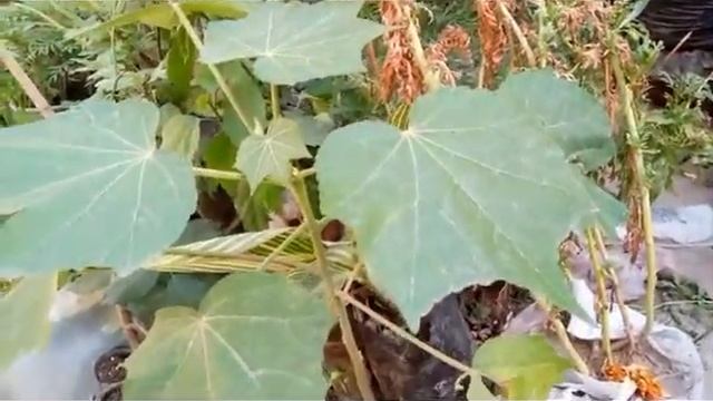 Easiest way to grow sthal Kamal / hibiscus mutabilis from cuttings with update смотреть онлайн