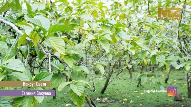 Таити в новом выпуске ВОКРУГ СВЕТА на MUZZONE c Евгенией Бакуевой смотреть онлайн