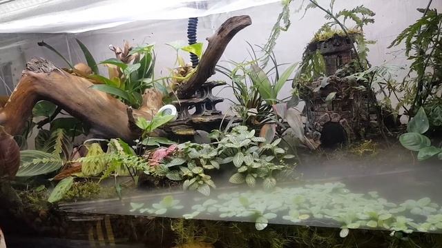 Террариум с лягушками. смотреть онлайн