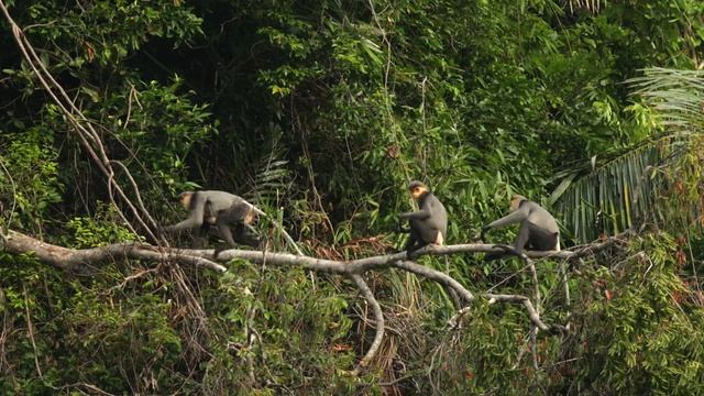 Forests of Kon Plong смотреть онлайн