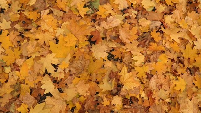 Гуру Пуджа (Варнагья Дан) / Guru Puja