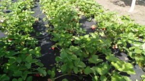 Клубника ранние сорта,обзор.