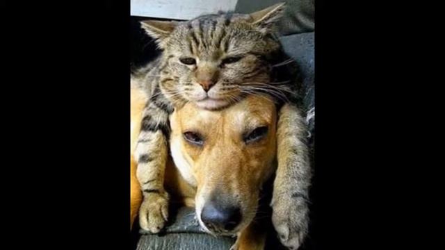 Без кота и жизнь не та смотреть онлайн