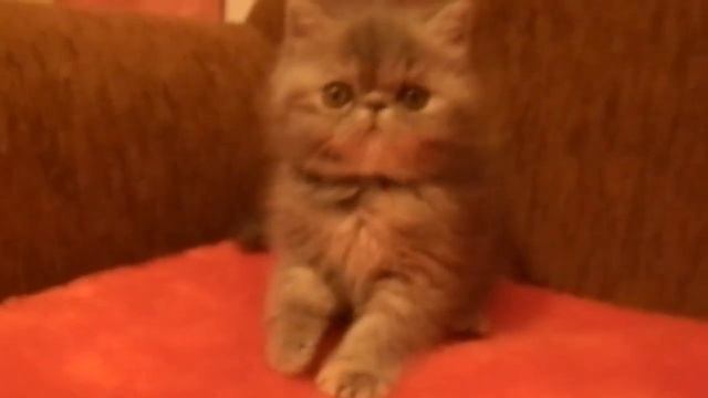 родословная Агнессы 001.MOV смотреть онлайн