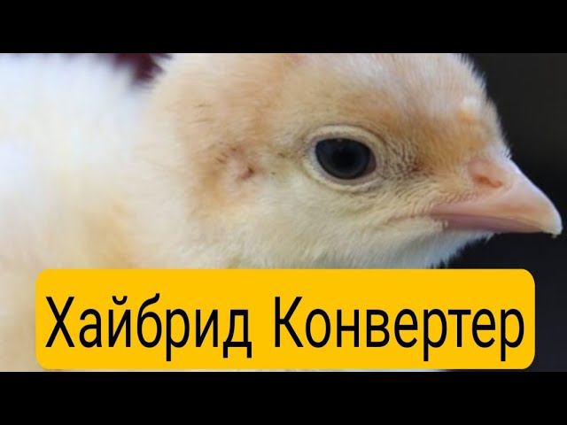 Какие индюки самые выгодные//Суточные индюшата Хайбрид конвертер.
