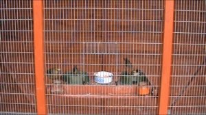 Обзор уличного вольера для певчих птиц