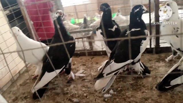 салам алекум кафтар бозо голубятники мира 11.06.23г ринок г Душанбе смотреть онлайн