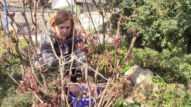 Пион древовидный. Обрезка и подкормка пиона древовидного весной . смотреть онлайн