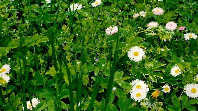 Цветы парка Кузьминки: Маргаритка смотреть онлайн