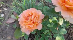 Роза Луи де Фюнес