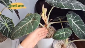 АЛОКАЗИЯ на фитильном поливе или автополиве. Правила ухода: полив, грунт, освещение.