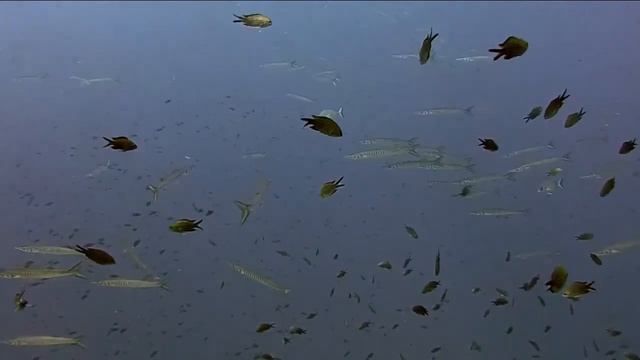 Что едят японцы и почему живут дольше всех?