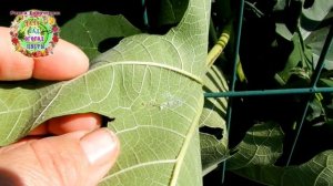 Инжировая огневка - злостный вредитель инжира. Начинается массовый лет. Как спасти урожай инжира?