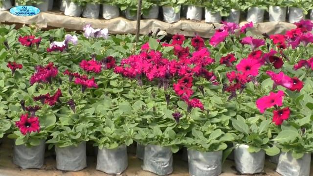 Почему петуния бывает липкой? Три причины. смотреть онлайн