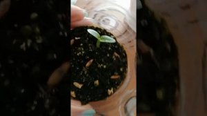 Пахиподиум из семян - 2