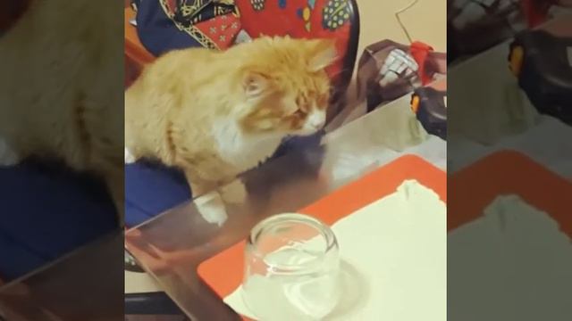 Maine Coon смотреть онлайн