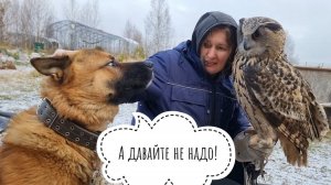 Дружим сову филина Ёлку и собаку Пса Кубика
