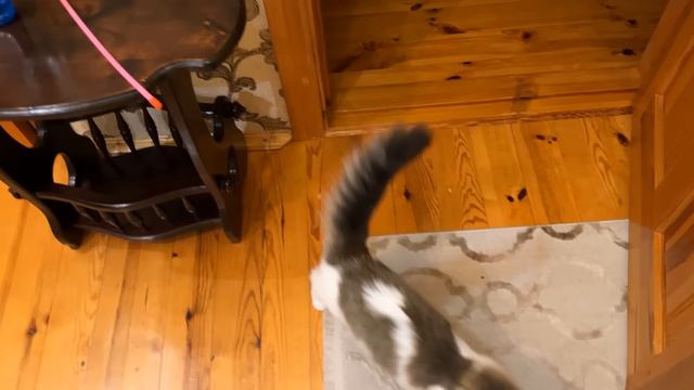 СПАСЁМ БЕЗДОМНЫХ ЖИВОТНЫХ ВМЕСТЕ! ИСТОРИЯ КОТЯТ ЮГИ и ЯНИ! КОШЕЧКА ИСА ПОЕХАЛА К ВЕТЕРИНАРУ смотреть онлайн