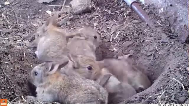 Rabbit secret | life with babies смотреть онлайн