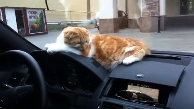 кот скучает смотреть онлайн