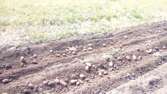 Недоліки картоплекопача КП-2Р Вови Петрика смотреть онлайн