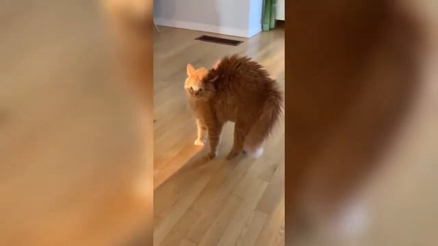 Новое видео с домашними животными ! | funniest animals ever смотреть онлайн