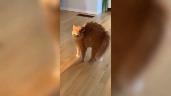 Новое видео с домашними животными ! | funniest animals ever